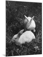 Two White Rabbits Nestled in Grass, at White Horse Ranch-William C^ Shrout-Mounted Photographic Print