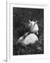 Two White Rabbits Nestled in Grass, at White Horse Ranch-William C^ Shrout-Framed Photographic Print