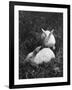 Two White Rabbits Nestled in Grass, at White Horse Ranch-William C^ Shrout-Framed Photographic Print