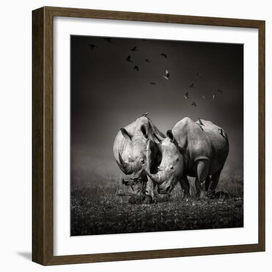 Two White Rhinoceros in the Field with Birds Flying-Johan Swanepoel-Framed Photographic Print