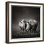 Two White Rhinoceros in the Field with Birds Flying-Johan Swanepoel-Framed Photographic Print