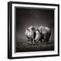 Two White Rhinoceros in the Field with Birds Flying-Johan Swanepoel-Framed Photographic Print