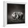 Two White Rhinoceros in the Field with Birds Flying-Johan Swanepoel-Framed Photographic Print