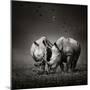 Two White Rhinoceros in the Field with Birds Flying-Johan Swanepoel-Mounted Photographic Print