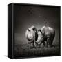 Two White Rhinoceros in the Field with Birds Flying-Johan Swanepoel-Framed Stretched Canvas