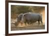 Two white rhinoceroses (Ceratotherium simum) walking in the dust at sunset, Botswana, Africa-Sergio Pitamitz-Framed Photographic Print