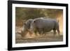 Two white rhinoceroses (Ceratotherium simum) walking in the dust at sunset, Botswana, Africa-Sergio Pitamitz-Framed Photographic Print