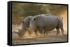 Two white rhinoceroses (Ceratotherium simum) walking in the dust at sunset, Botswana, Africa-Sergio Pitamitz-Framed Stretched Canvas