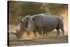 Two white rhinoceroses (Ceratotherium simum) walking in the dust at sunset, Botswana, Africa-Sergio Pitamitz-Stretched Canvas