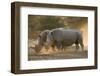 Two white rhinoceroses (Ceratotherium simum) walking in the dust at sunset, Botswana, Africa-Sergio Pitamitz-Framed Premium Photographic Print