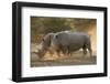 Two white rhinoceroses (Ceratotherium simum) walking in the dust at sunset, Botswana, Africa-Sergio Pitamitz-Framed Premium Photographic Print