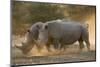 Two white rhinoceroses (Ceratotherium simum) walking in the dust at sunset, Botswana, Africa-Sergio Pitamitz-Mounted Premium Photographic Print