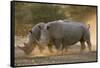 Two white rhinoceroses (Ceratotherium simum) walking in the dust at sunset, Botswana, Africa-Sergio Pitamitz-Framed Stretched Canvas