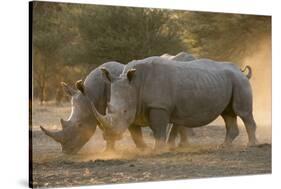 Two white rhinoceroses (Ceratotherium simum) walking in the dust at sunset, Botswana, Africa-Sergio Pitamitz-Stretched Canvas