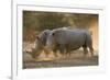 Two white rhinoceroses (Ceratotherium simum) walking in the dust at sunset, Botswana, Africa-Sergio Pitamitz-Framed Photographic Print