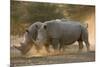 Two white rhinoceroses (Ceratotherium simum) walking in the dust at sunset, Botswana, Africa-Sergio Pitamitz-Mounted Photographic Print