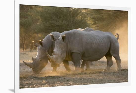 Two white rhinoceroses (Ceratotherium simum) walking in the dust at sunset, Botswana, Africa-Sergio Pitamitz-Framed Photographic Print