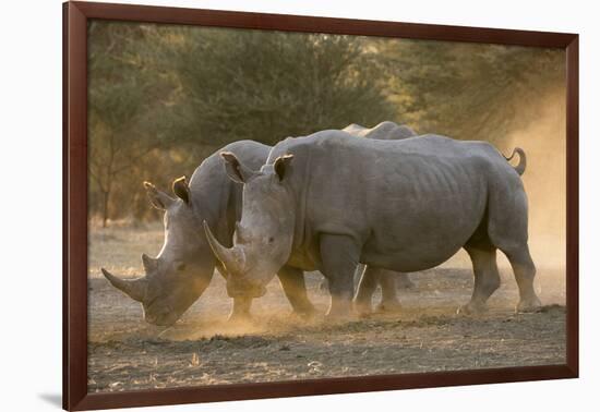 Two white rhinoceroses (Ceratotherium simum) walking in the dust at sunset, Botswana, Africa-Sergio Pitamitz-Framed Photographic Print