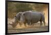 Two white rhinoceroses (Ceratotherium simum) walking in the dust at sunset, Botswana, Africa-Sergio Pitamitz-Framed Photographic Print