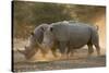 Two white rhinoceroses (Ceratotherium simum) walking in the dust at sunset, Botswana, Africa-Sergio Pitamitz-Stretched Canvas