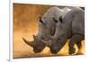 Two white rhinoceroses walking in a cloud of dust at sunset. Kalahari, Botswana-Sergio Pitamitz-Framed Photographic Print