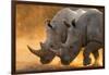 Two white rhinoceroses walking in a cloud of dust at sunset. Kalahari, Botswana-Sergio Pitamitz-Framed Photographic Print