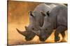 Two white rhinoceroses walking in a cloud of dust at sunset. Kalahari, Botswana-Sergio Pitamitz-Stretched Canvas