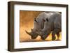 Two white rhinoceroses walking in a cloud of dust at sunset. Kalahari, Botswana-Sergio Pitamitz-Framed Photographic Print