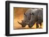 Two white rhinoceroses walking in a cloud of dust at sunset. Kalahari, Botswana-Sergio Pitamitz-Framed Photographic Print