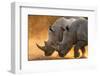 Two white rhinoceroses walking in a cloud of dust at sunset. Kalahari, Botswana-Sergio Pitamitz-Framed Photographic Print