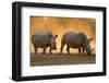 Two white rhinoceroses walking in the dust at sunset. Kalahari, Botswana-Sergio Pitamitz-Framed Photographic Print