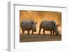 Two white rhinoceroses walking in the dust at sunset. Kalahari, Botswana-Sergio Pitamitz-Framed Photographic Print