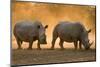 Two white rhinoceroses walking in the dust at sunset. Kalahari, Botswana-Sergio Pitamitz-Mounted Photographic Print