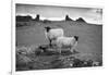 Two white sheep below Staple Tor near Merrivale, Dartmoor National Park, Devon, England-Stuart Black-Framed Photographic Print