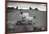 Two white sheep below Staple Tor near Merrivale, Dartmoor National Park, Devon, England-Stuart Black-Framed Photographic Print