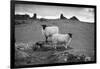 Two white sheep below Staple Tor near Merrivale, Dartmoor National Park, Devon, England-Stuart Black-Framed Photographic Print