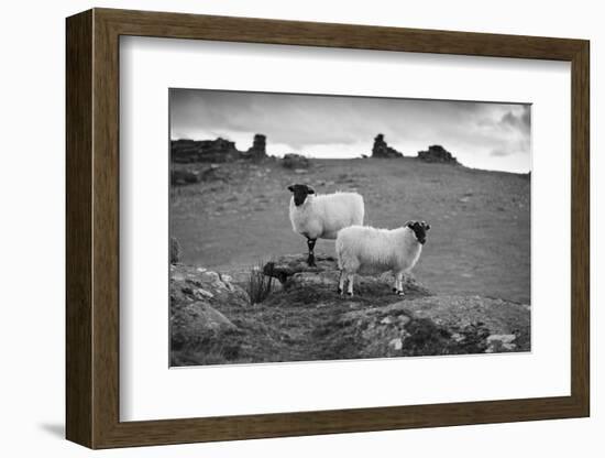 Two white sheep below Staple Tor near Merrivale, Dartmoor National Park, Devon, England-Stuart Black-Framed Photographic Print