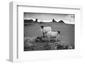 Two white sheep below Staple Tor near Merrivale, Dartmoor National Park, Devon, England-Stuart Black-Framed Photographic Print