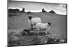 Two white sheep below Staple Tor near Merrivale, Dartmoor National Park, Devon, England-Stuart Black-Mounted Photographic Print