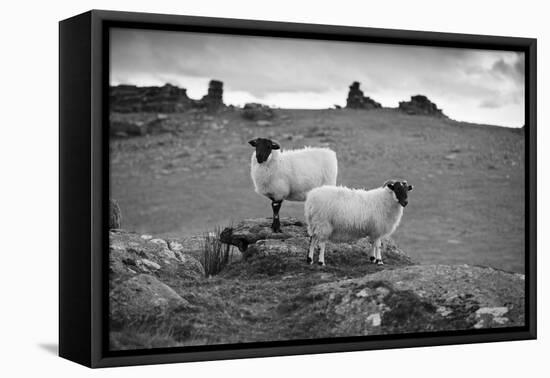 Two white sheep below Staple Tor near Merrivale, Dartmoor National Park, Devon, England-Stuart Black-Framed Stretched Canvas