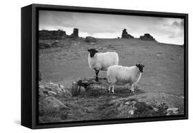 Two white sheep below Staple Tor near Merrivale, Dartmoor National Park, Devon, England-Stuart Black-Framed Stretched Canvas