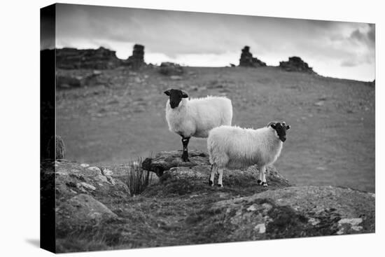 Two white sheep below Staple Tor near Merrivale, Dartmoor National Park, Devon, England-Stuart Black-Stretched Canvas