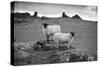 Two white sheep below Staple Tor near Merrivale, Dartmoor National Park, Devon, England-Stuart Black-Stretched Canvas