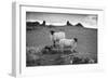 Two white sheep below Staple Tor near Merrivale, Dartmoor National Park, Devon, England-Stuart Black-Framed Photographic Print