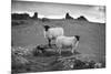 Two white sheep below Staple Tor near Merrivale, Dartmoor National Park, Devon, England-Stuart Black-Mounted Photographic Print