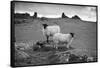 Two white sheep below Staple Tor near Merrivale, Dartmoor National Park, Devon, England-Stuart Black-Framed Stretched Canvas