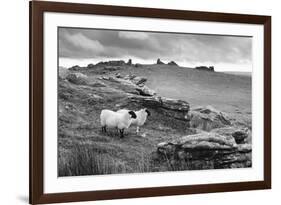 Two white sheep below Staple Tor near Merrivale, Dartmoor National Park, Devon, England-Stuart Black-Framed Photographic Print