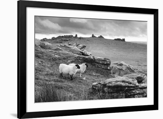 Two white sheep below Staple Tor near Merrivale, Dartmoor National Park, Devon, England-Stuart Black-Framed Photographic Print