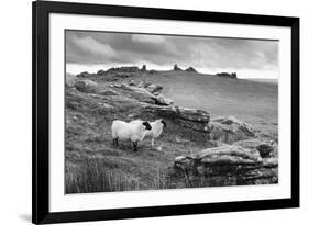 Two white sheep below Staple Tor near Merrivale, Dartmoor National Park, Devon, England-Stuart Black-Framed Photographic Print