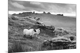 Two white sheep below Staple Tor near Merrivale, Dartmoor National Park, Devon, England-Stuart Black-Mounted Photographic Print